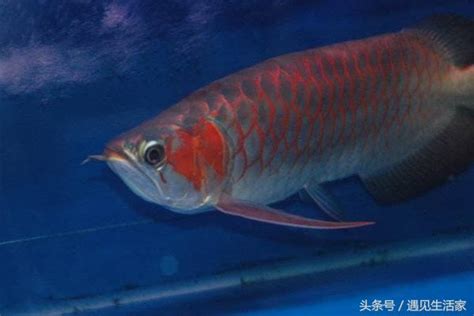 紅龍魚品種|紅龍魚的基本介紹